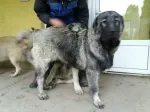Slika 6