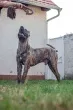 Slika 5