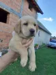 Slika 6