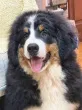 Slika 4