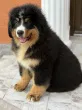 Slika 5