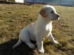 Slika 6