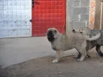 Slika 5