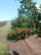 Slika 5