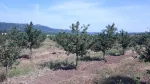 Slika 6