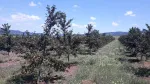 Slika 1
