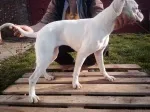 Slika 4