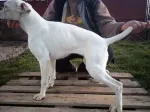 Slika 3