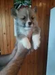 Slika 1