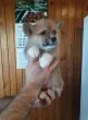 Slika 2