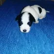 Slika 1