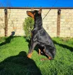 Slika 1