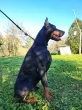 Slika 5