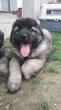 Slika 3