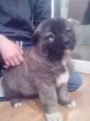 Slika 6