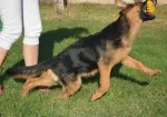 Slika 1