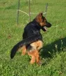 Slika 4