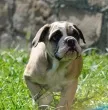 Slika 3