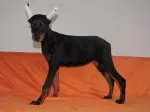 Slika 3