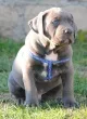 Slika 1