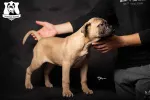 Slika 4