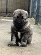 Slika 2