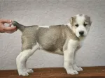 Slika 4