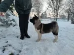 Slika 1