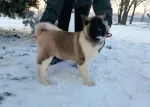 Slika 3