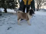 Slika 4