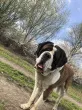 Slika 1