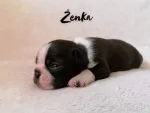 Slika 1