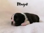 Slika 2