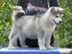 Slika 1