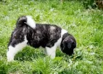 Slika 6