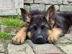 Slika 4