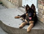 Slika 5
