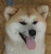 Slika 4