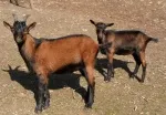 Slika 2