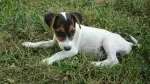 Slika 4