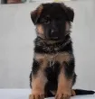 Slika 1