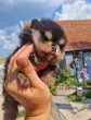 Slika 4