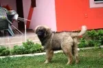 Slika 4