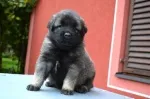 Slika 6