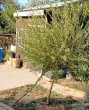 Slika 5
