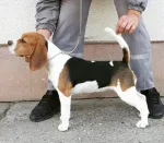 Slika 1