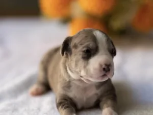 Slika 2
