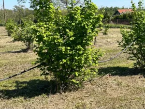 Slika 4