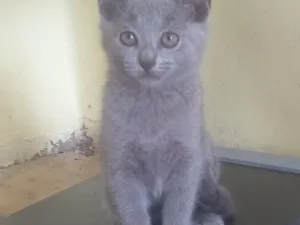 Slika 1