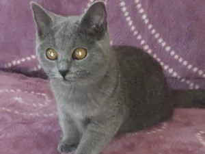Slika 4